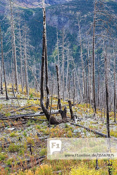 Wildfire damage and forest renewal in East Glacier Glacier National Park.