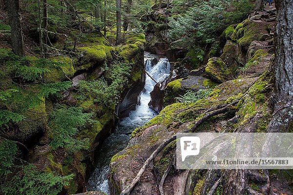 Avalanche Creek cascades as a waterfall along the Avalanche Lake trail in west Glacier Glacier National Park.