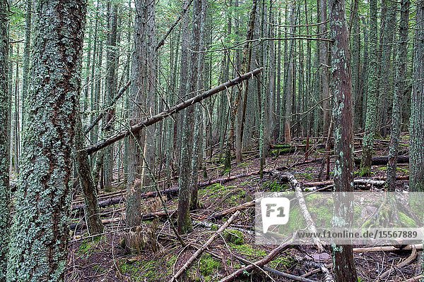 Avalanche Lake Trail in West Glacier Glacier National Park climbs through a forest where the power of nature's storms is visible.