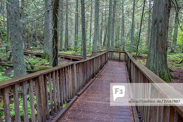 Visitors can enjoy visiting an Old Growth Cedar Forest in Glacier National Park in Montana.