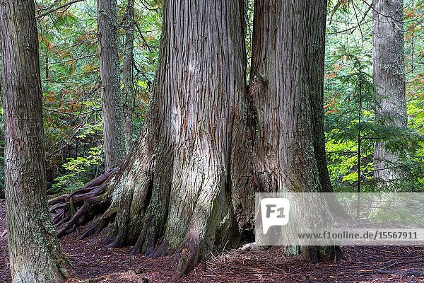 Cedar trees of immense size stand tall and strong in Glacier National Park.