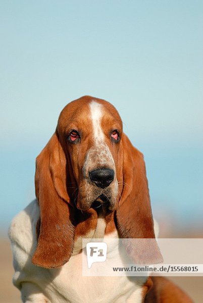 Basset hound head purebred dog.