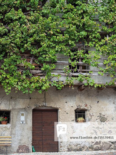 Old vine covering the wall of a barn. Village Imer in the valley of Primiero in the Dolomites of Trentino. Europe Central Europe Italy.