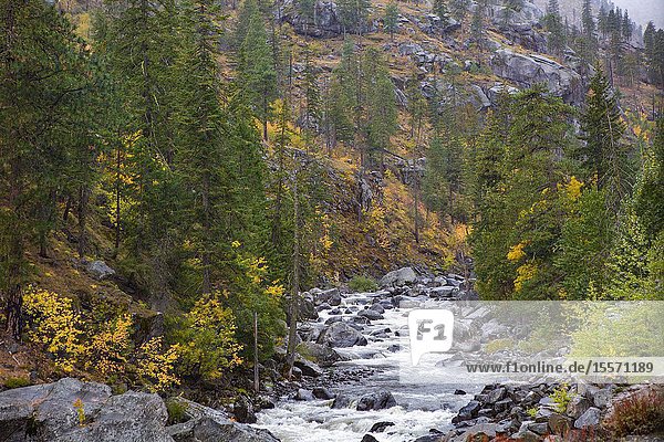 A mountain stream in Central Washington in the Pacific Northwest weathers boulder sized rocks and flows as white water rapids.