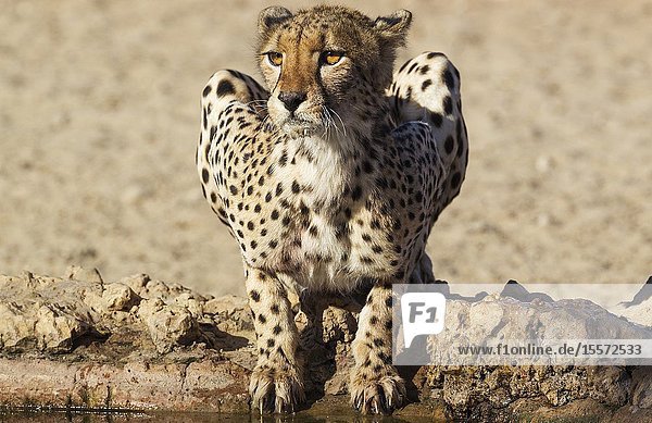 Cheetah (Acinonyx jubatus). Female. Drinking at a man-made waterhole. Kalahari Desert, Kgalagadi Transfrontier Park, South Africa.