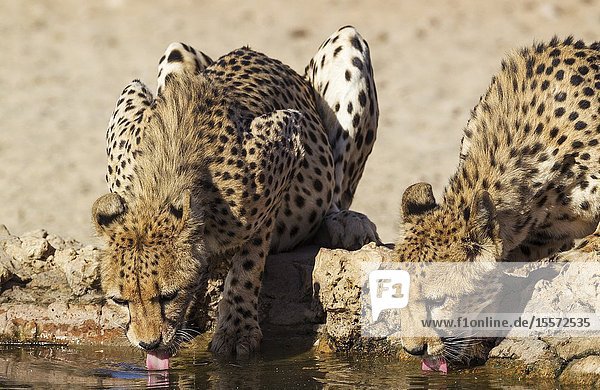 Cheetah (Acinonyx jubatus). Two females. Drinking at a man-made waterhole. Kalahari Desert Kgalagadi Transfrontier Park South Africa.