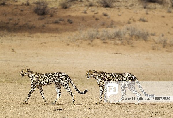 Cheetah (Acinonyx jubatus). Two subadult males. Roaming in the dry and barren Auob riverbed during a severe drouight. Kalahari Desert Kgalagadi Transfrontier Park South Africa.