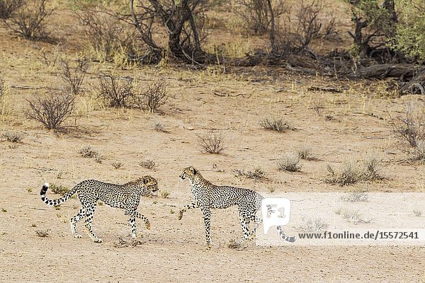 Cheetah (Acinonyx jubatus). Two playful subadult males in the dry and barren Auob riverbed. During a severe drouight. Kalahari Desert Kgalagadi Transfrontier Park South Africa.