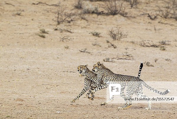 Cheetah (Acinonyx jubatus). Two playful subadult males in the dry and barren Auob riverbed. During a severe drouight. Kalahari Desert Kgalagadi Transfrontier Park South Africa.