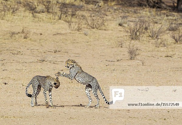 Cheetah (Acinonyx jubatus). Two playful subadult males in the dry and barren Auob riverbed. During a severe drouight. Kalahari Desert Kgalagadi Transfrontier Park South Africa.