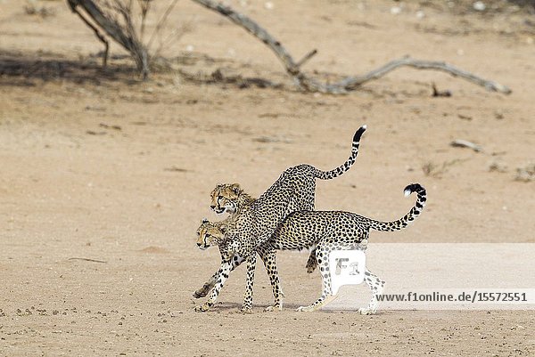 Cheetah (Acinonyx jubatus). Two playful subadult males in the dry and barren Auob riverbed. During a severe drouight. Kalahari Desert, Kgalagadi Transfrontier Park, South Africa.