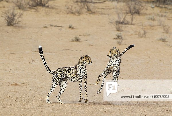 Cheetah (Acinonyx jubatus). Two playful subadult males in the dry and barren Auob riverbed. During a severe drouight. Kalahari Desert Kgalagadi Transfrontier Park South Africa.