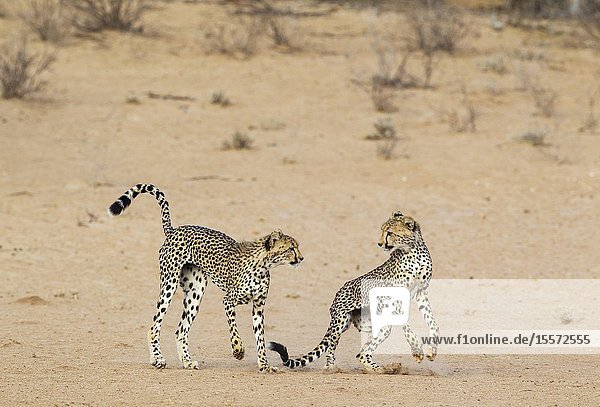 Cheetah (Acinonyx jubatus). Two playful subadult males in the dry and barren Auob riverbed. During a severe drouight. Kalahari Desert Kgalagadi Transfrontier Park South Africa.