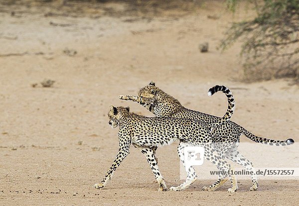 Cheetah (Acinonyx jubatus). Two playful subadult males in the dry and barren Auob riverbed. During a severe drouight. Kalahari Desert Kgalagadi Transfrontier Park South Africa.