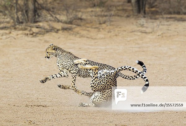 Cheetah (Acinonyx jubatus). Two playful subadult males in the dry and barren Auob riverbed. During a severe drouight. Kalahari Desert Kgalagadi Transfrontier Park South Africa.