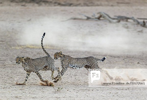 Cheetah (Acinonyx jubatus). Two playful subadult males in the dry and barren Auob riverbed. During a severe drouight. Kalahari Desert Kgalagadi Transfrontier Park South Africa.