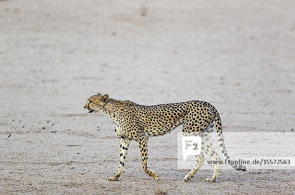Cheetah (Acinonyx jubatus). Female. Roaming in the dry and barren Auob riverbed during a severe drouight. Kalahari Desert Kgalagadi Transfrontier Park South Africa.