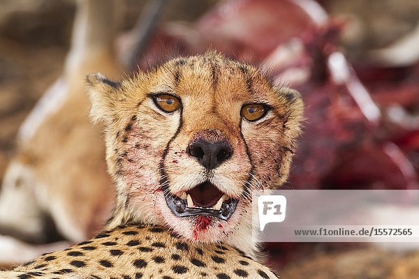 Cheetah (Acinonyx jubatus). Female. Has been feeding on a springbok (Antidorcas marsupialis). Kalahari Desert Kgalagadi Transfrontier Park South Africa.
