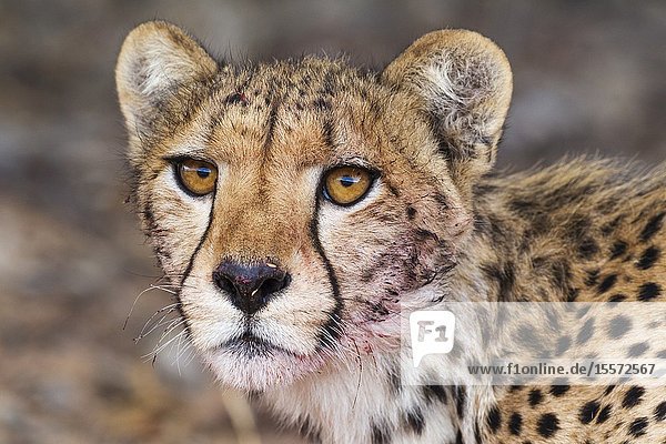 Cheetah (Acinonyx jubatus). Subadult female. Has been feeding on a springbok (Antidorcas marsupialis). Kalahari Desert Kgalagadi Transfrontier Park South Africa.