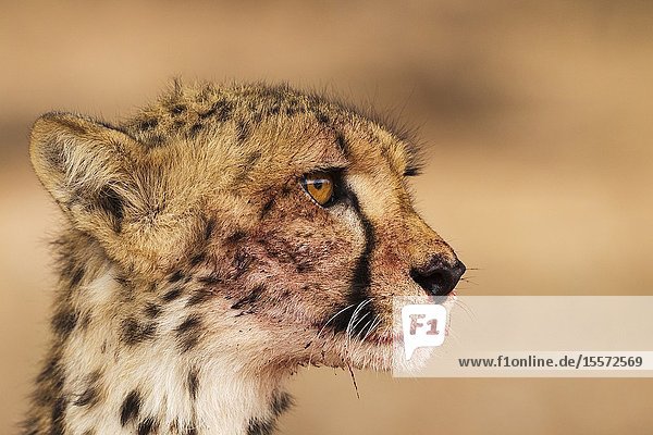Cheetah (Acinonyx jubatus). Subadult female. Has been feeding on a springbok (Antidorcas marsupialis). Kalahari Desert Kgalagadi Transfrontier Park South Africa.