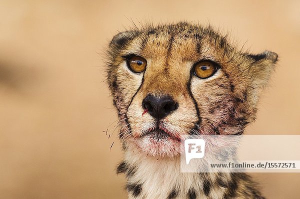Cheetah (Acinonyx jubatus). Subadult female. Has been feeding on a springbok (Antidorcas marsupialis). Kalahari Desert, Kgalagadi Transfrontier Park, South Africa.