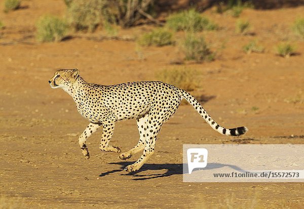 Cheetah (Acinonyx jubatus). Running male. Kalahari Desert Kgalagadi Transfrontier Park South Africa.