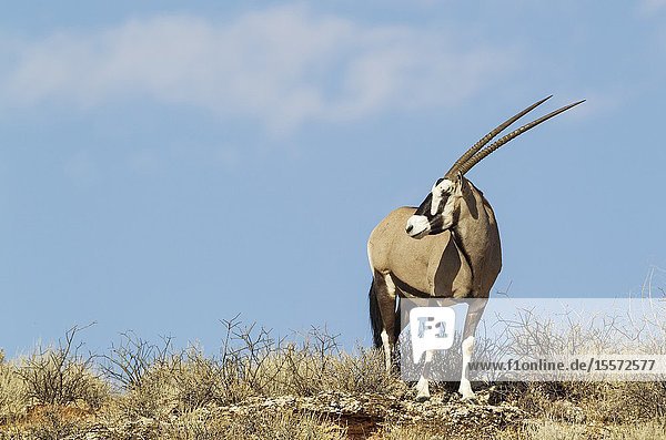 Gemsbok (Oryx gazella). Male on a rocky ridge. Kalahari Desert Kgalagadi Transfrontier Park South Africa.
