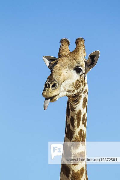 Southern Giraffe (Giraffa giraffa). Male sticking out his tongue. Kalahari Desert Kgalagadi Transfrontier Park South Africa.