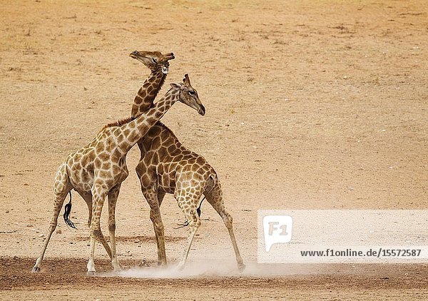Southern Giraffe (Giraffa giraffa). Fighting males in the dry and barren Auob riverbed raising a lot of dust. Kalahari Desert Kgalagadi Transfrontier Park South Africa.