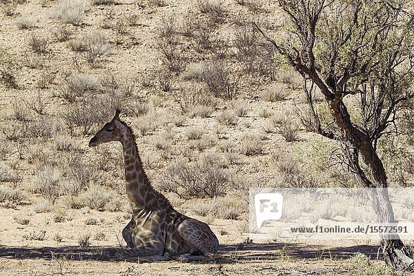 Southern Giraffe (Giraffa giraffa). Male. Resting in the shade of a grey camelthorn tree (Acacia haematoxylon). Kalahari Desert Kgalagadi Transfrontier Park South Africa.