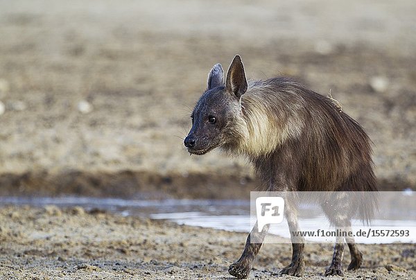 Brown Hyaena (Hyaena brunnea). Has been drinking at a waterhole. Kalahari Desert Kgalagadi Transfrontier Park South Africa.