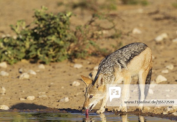 Black-backed Jackal (Canis mesomelas). Drinking at a waterhole. Kalahari Desert Kgalagadi Transfrontier Park South Africa.