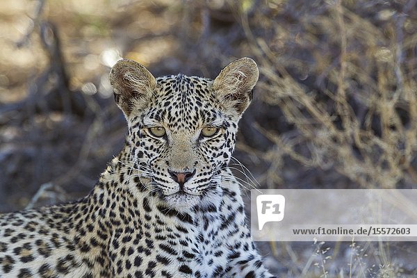 Leopard (Panthera pardus). Young female. Resting. Kalahari Desert  Kgalagadi Transfrontier Park  South Africa.