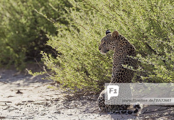 Leopard (Panthera pardus). Young female. In the shade of a Candle Thorn (Acacia hebeclada). Looking out for prey. Kalahari Desert Kgalagadi Transfrontier Park South Africa.