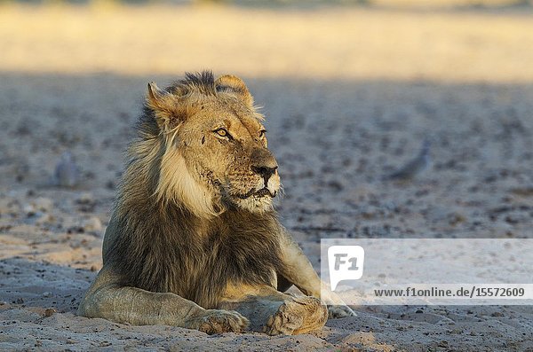 Lion (Panthera leo). Black-maned Kalahari male. Resting in the early morning. Kalahari Desert Kgalagadi Transfrontier Park South Africa.