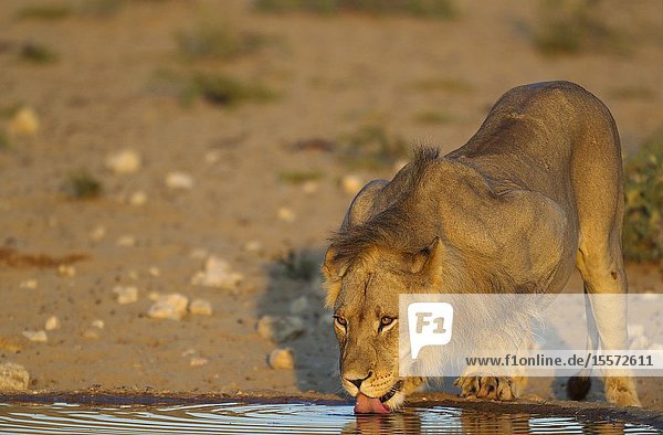 Lion (Panthera leo). Male. Drinking at a man-made waterhole. In the early morning. Kalahari Desert Kgalagadi Transfrontier Park South Africa.