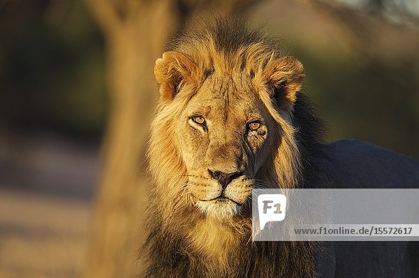 Lion (Panthera leo). Black-maned Kalahari male. In the light of the early morning. Kalahari Desert Kgalagadi Transfrontier Park South Africa.