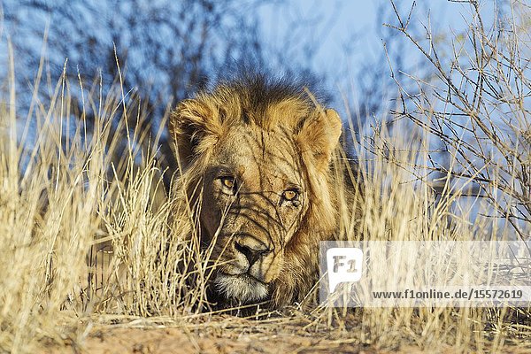 Lion (Panthera leo). Black-maned Kalahari male. Resting. Kalahari Desert Kgalagadi Transfrontier Park South Africa.