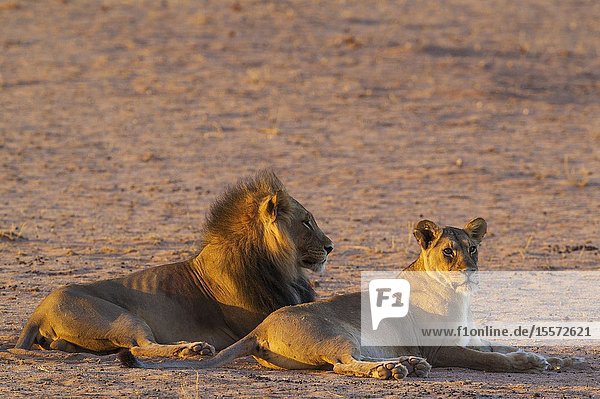 Lion (Panthera leo). Black-maned Kalahari male and female. Mating pair. Resting in the first light of the day. Kalahari Desert Kgalagadi Transfrontier Park South Africa.
