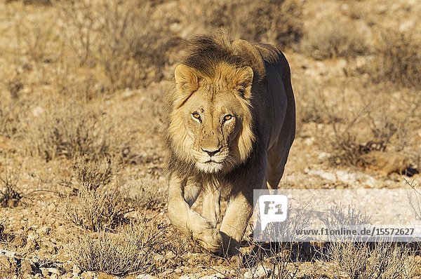 Lion (Panthera leo). Black-maned Kalahari male. Walking. Kalahari Desert Kgalagadi Transfrontier Park South Africa.