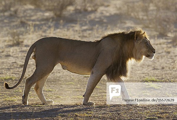 Lion (Panthera leo). Black-maned Kalahari male. Walking in the dry Auob riverbed. Kalahari Desert Kgalagadi Transfrontier Park South Africa.