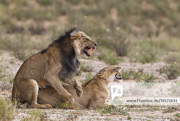 Lion (Panthera leo). Fairly old black-maned Kalahari male and female. Mating. Kalahari Desert Kgalagadi Transfrontier Park South Africa.