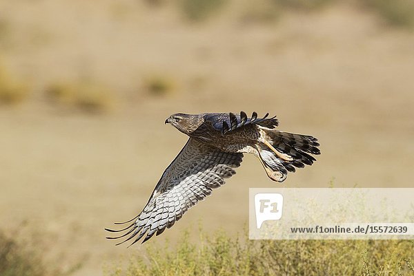 Pale-chanting Goshawk (Melierax canorus). Juvenile. Flying. Kalahari Desert Kgalagadi Transfrontier Park South Africa.