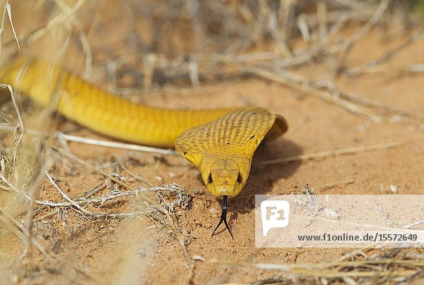 Cape Cobra (Naja nivea). Hunting and spreading its broad hood. Kalahari Desert Kgalagadi Transfrontier Park South Africa.