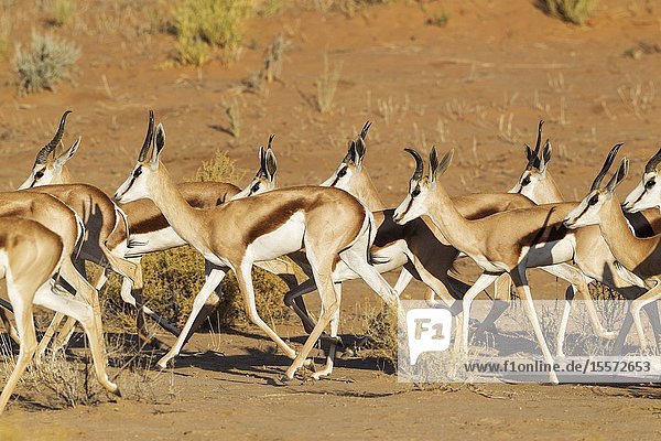 Springbok (Antidorcas marsupialis). Roaming herd. Kalahari Desert Kgalagadi Transfrontier Park South Africa.