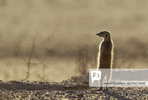 Suricate (Suricata suricatta). Also called Meerkat. Guard on the lookout. Kalahari Desert  Kgalagadi Transfrontier Park  South Africa.