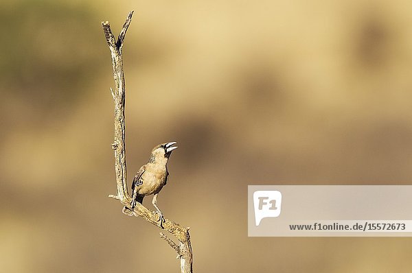 Sociable Weaver (Philetairus socius). Perching in the vicinity of its nest. Kalahari Desert Kgalagadi Transfrontier Park South Africa.