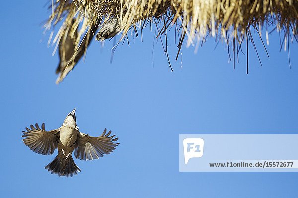 Sociable Weaver (Philetairus socius). Returning to the communal nest. Kalahari Desert Kgalagadi Transfrontier Park South Africa.