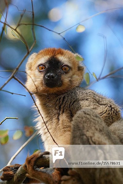 Red-fronted lemur (Eulemur rufifrons) male, Réserve Forestière de Kirindy, Kirindy Forest, Western Madagascar.