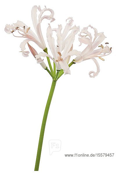 Blume der Guernsey-Lilie vor weißem Hintergrund  Nahaufnahme